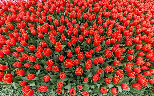 tulip  blossom