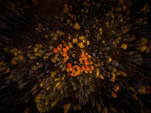 leaf aerial photo of forest tree