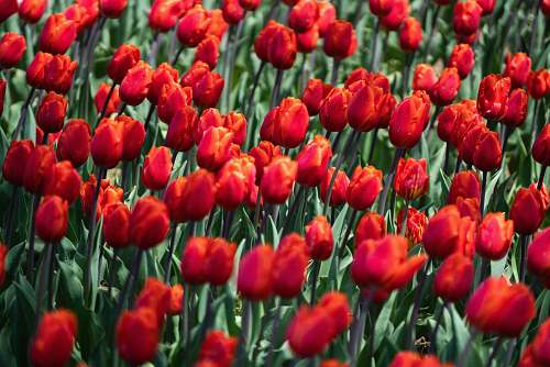 flower bed of red tulip flowers tulip