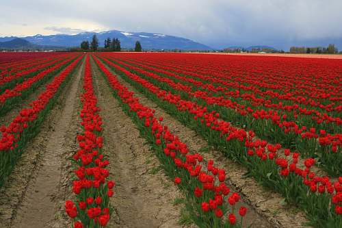 flower blooming red flowers on field blossom