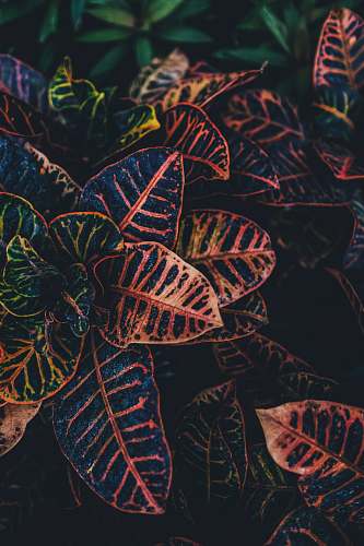 leaves brown, green, and red leafed plants leaf