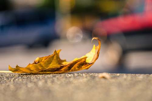 leaf brown leaf on concrete pavement fall