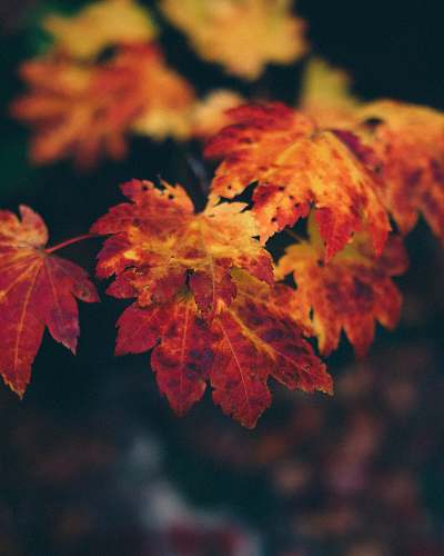 leaf brown-leafed plant tree