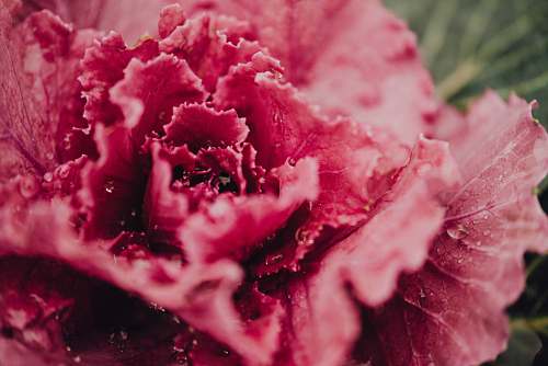 flower close up photo of red flower pink
