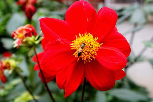 pollen close-up photo of red petaled flower animal