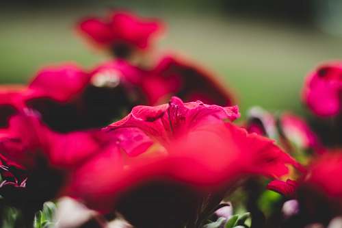 flower close-up photography of red flowers petal