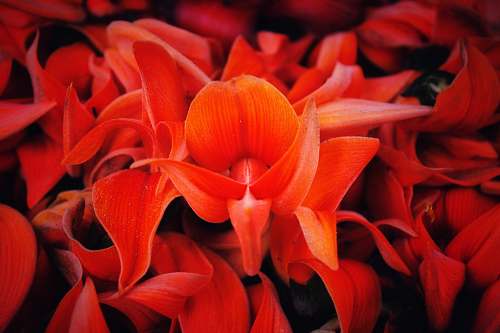 blossom close-up photography of red petal flower field flower