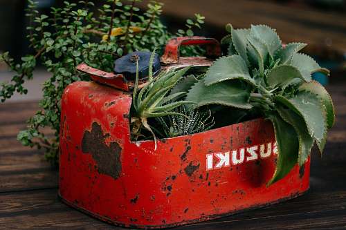 flora closeup photo of green leafed plant on red Suzuki gasoline tank pot jar