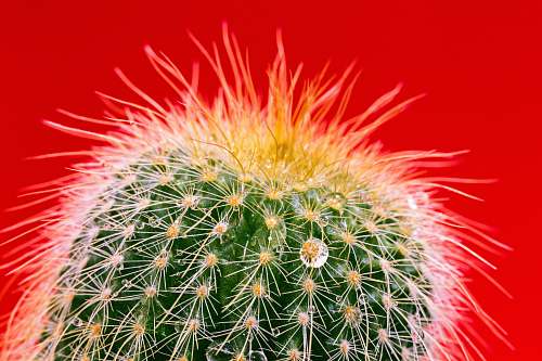 cactus closeup photography of green cactus flora