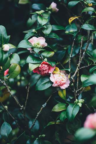flower closeup photography of pink petaled flowers blossom