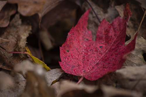leaf closeup photography of red leaf maple leaf