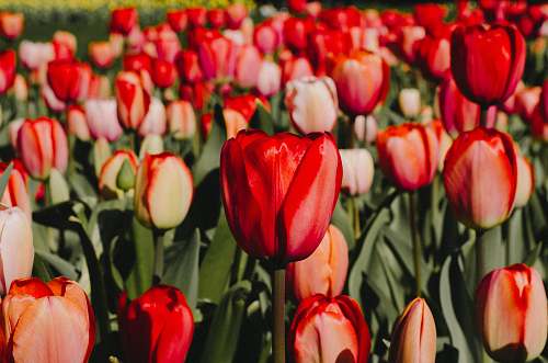 flower closeup photography of red tulips flowers tulip