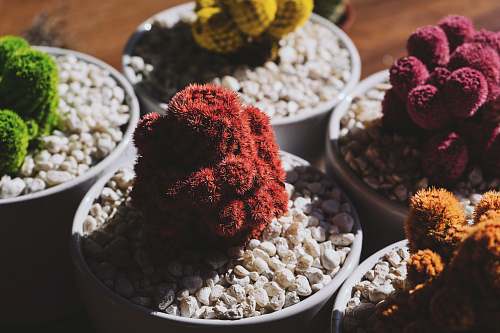 flora five assorted-color plants rocks