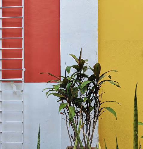 banister green-leaf plant near wall handrail