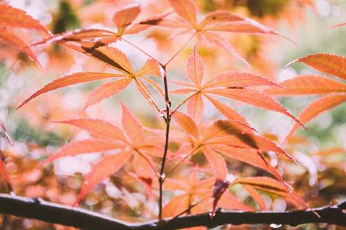 leaf green leafed plant foliage