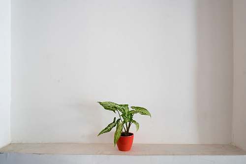 flora green plant on cermaic pot flower