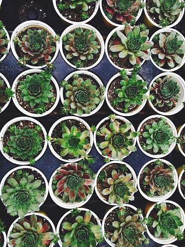 pot green succulent plant lot on white flowerpots succulent