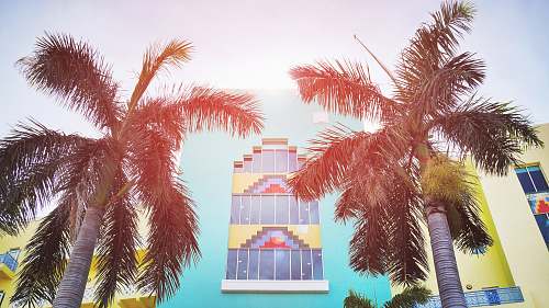 tree low-angle photography of teal building palm tree