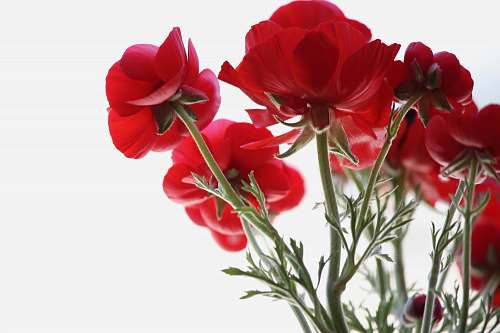 flower low angle view of red petaled flowers geranium