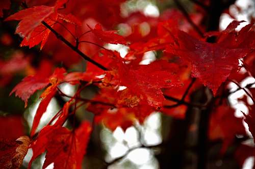 tree macro photography of red maple tree leaf