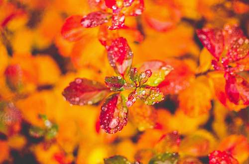 orange macro photography of red plant jyväskylä
