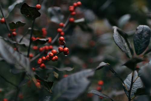 flower macro photography of small round red fruits on plant during daytime sprout