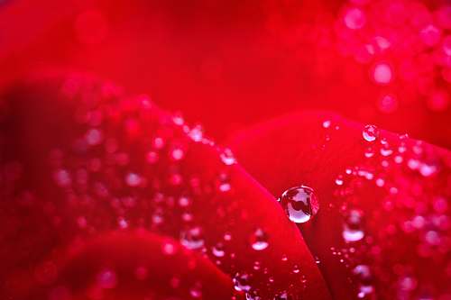 droplet macro photography of water droplets red