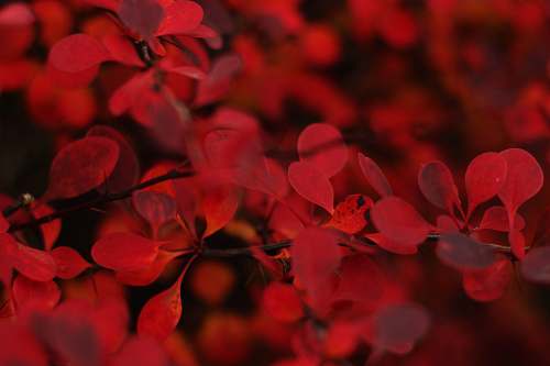 flower macro shot of red flowers petal