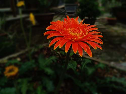 blossom orange flower flower