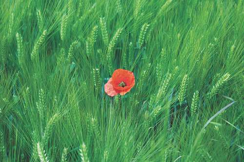 blossom orange flower surrounded with green grass flower