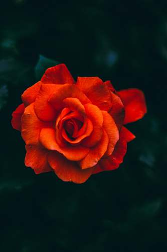 blossom orange-petaled flower flower
