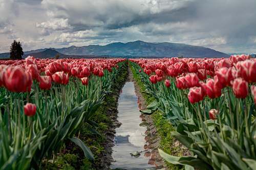 flower pathway between red tulip flower field tulip