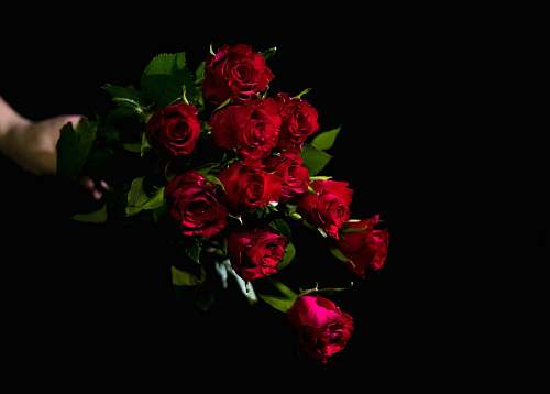 rose person holds bouquet of red roses flower