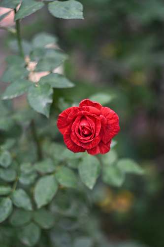 flower photo of red flowers blossom