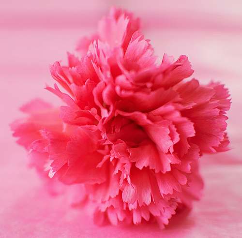 flower pink petaled flower carnation