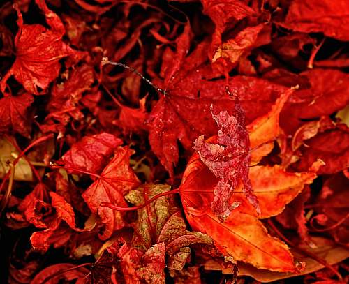 leaf red and orange leaves close-up photography tree