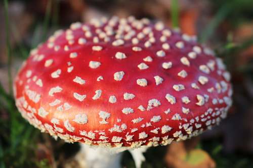fungus red and white mushroom agaric