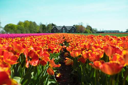 flower red-and-yellow petaled flower field near house at under teal sky flora
