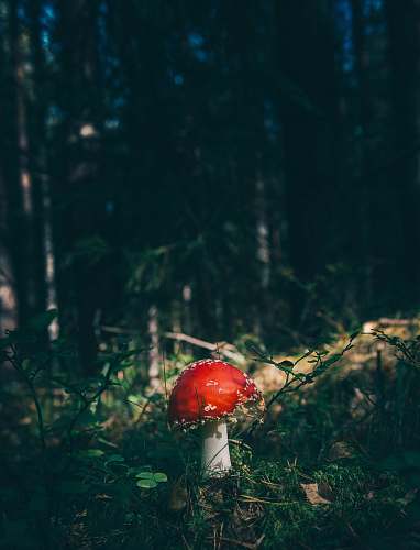 flora red cap mushroom surrounded by grass in forest mushroom