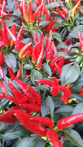 pepper red chili plant in closeup photography vegetable