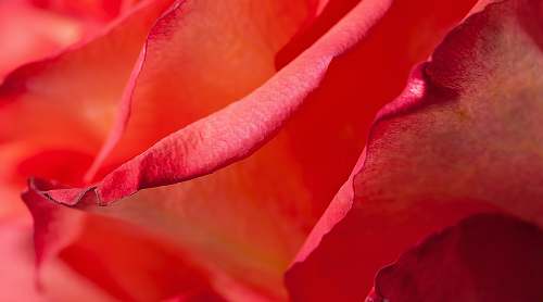 blossom red flower rose