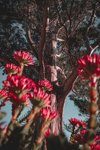 tree red flower buds under tree flora