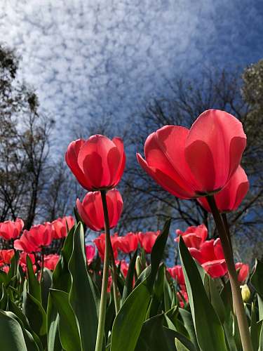 flower red flower field under white clouds blossom