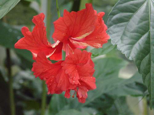 flower red flower blossom