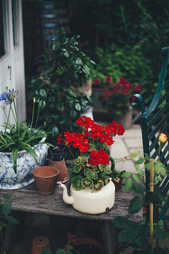 flower red flower on pot surrounded by plants vase