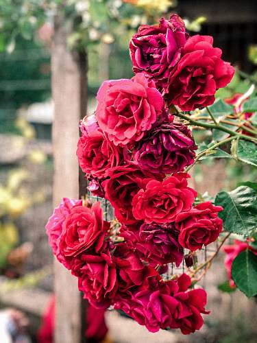flower red flowers rose
