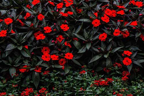 flower red flowers with black leaves blossom