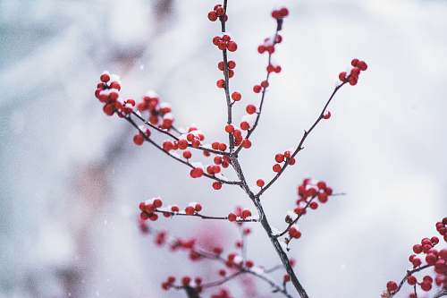 flora red fruit in selective focus photography blossom