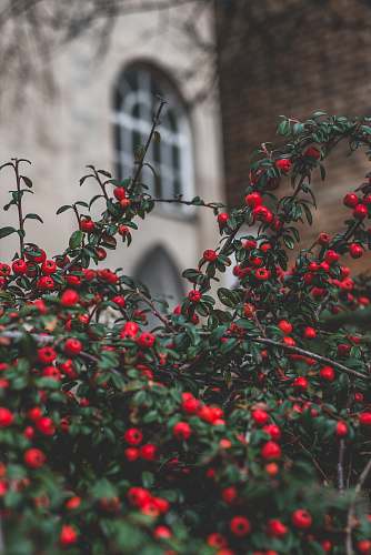 stroud red fruit tilt shift photo bush