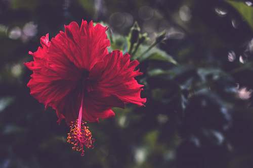 flower red hibiscus flower blossom